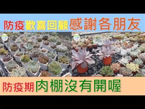 兜多肉澆水|多肉Q&A：多肉植物正確澆水方式大公開 